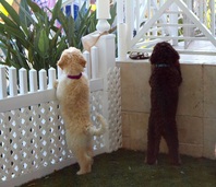 Puppies watching.