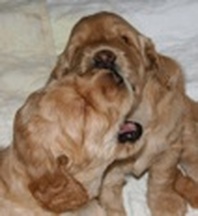 Puppies playing